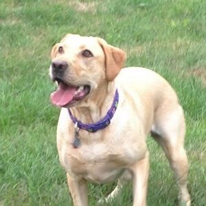 Meet your Posher, Susan